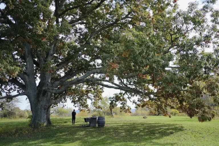 Meadowlark Festival will take place at Stone Ridge Orchard & Farmer's Market.