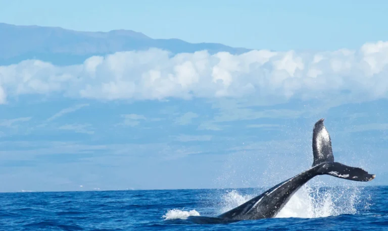 Whalemen Songs
